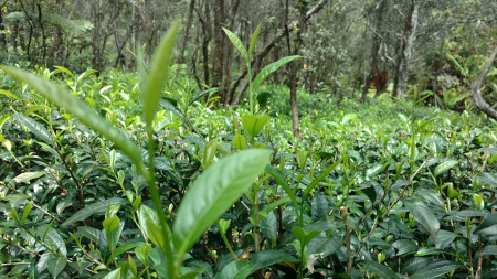 tea field