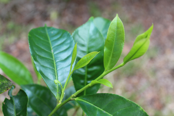 loose leaf tea plant